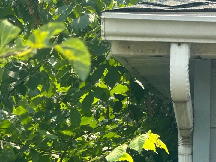 Existing gutter corner and downspout connection beside trees